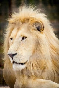 FB_IMG_15554127864889411