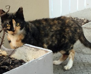 Kitty