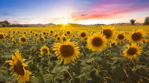Sunflower_Heliotropism_1000x563