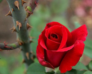 roses-thorns5b15d-300x240