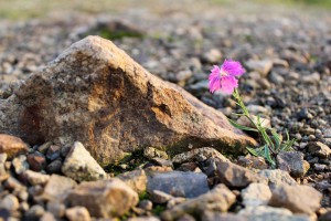 stone-4964114_960_720-300x200